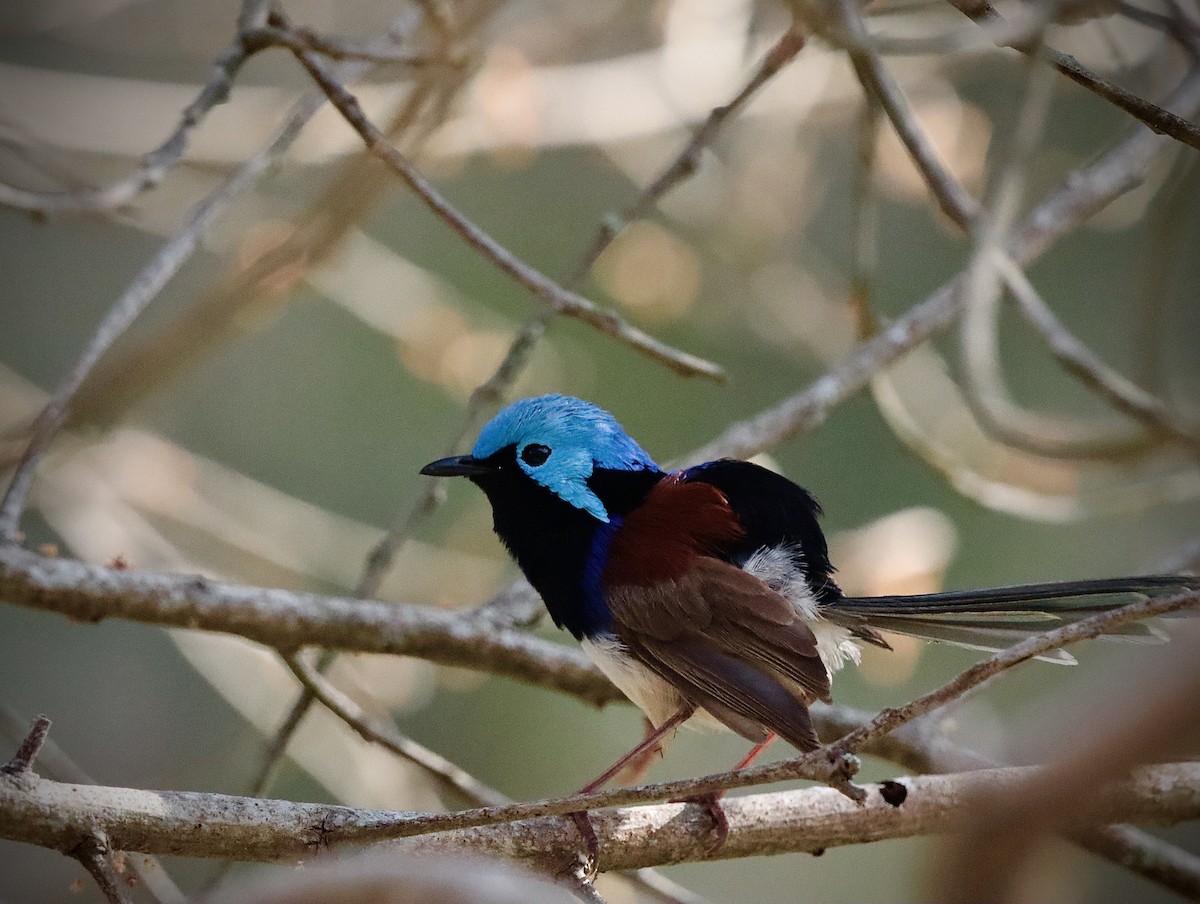 Variegated Fairywren - ML623943191