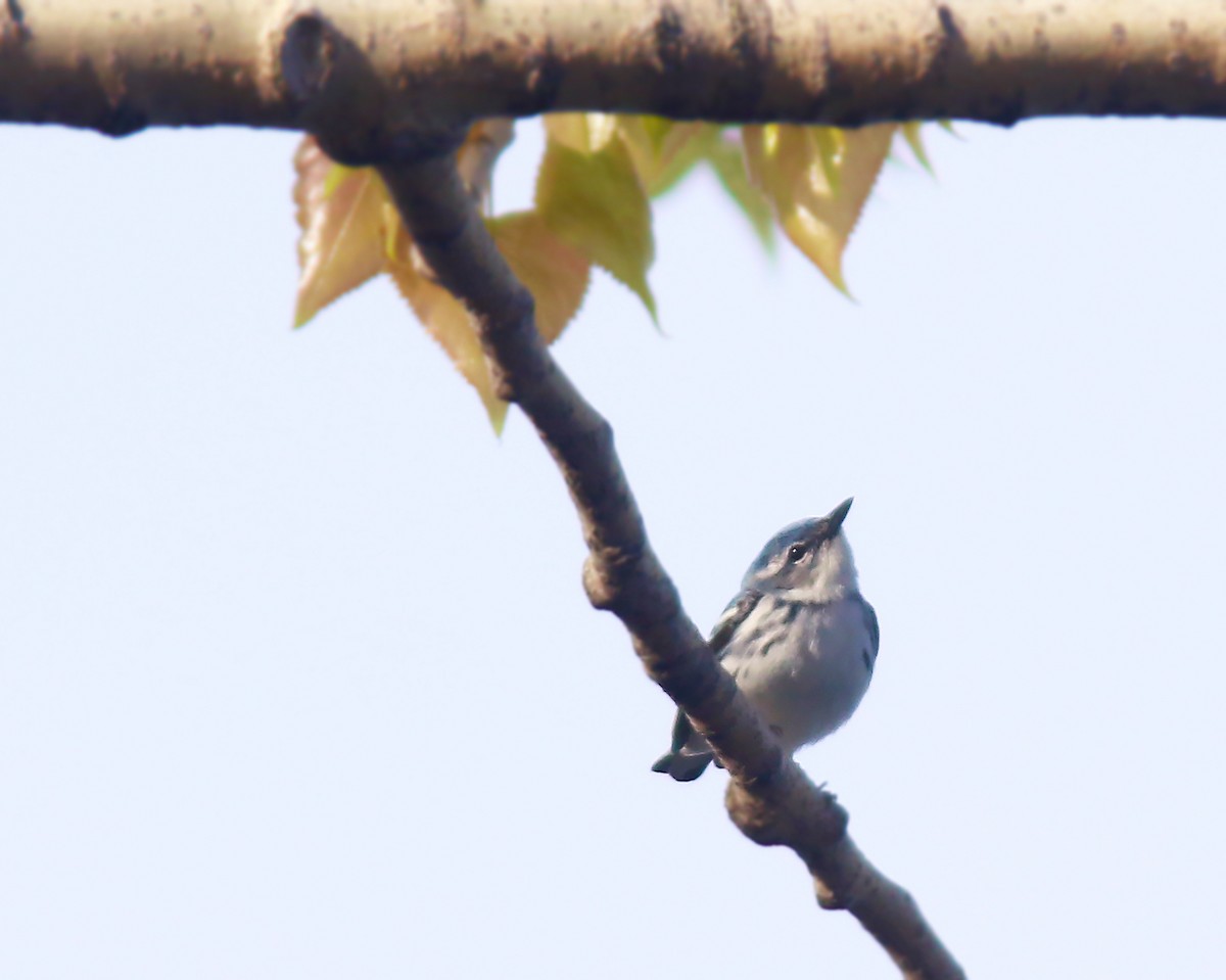 Cerulean Warbler - ML623943195