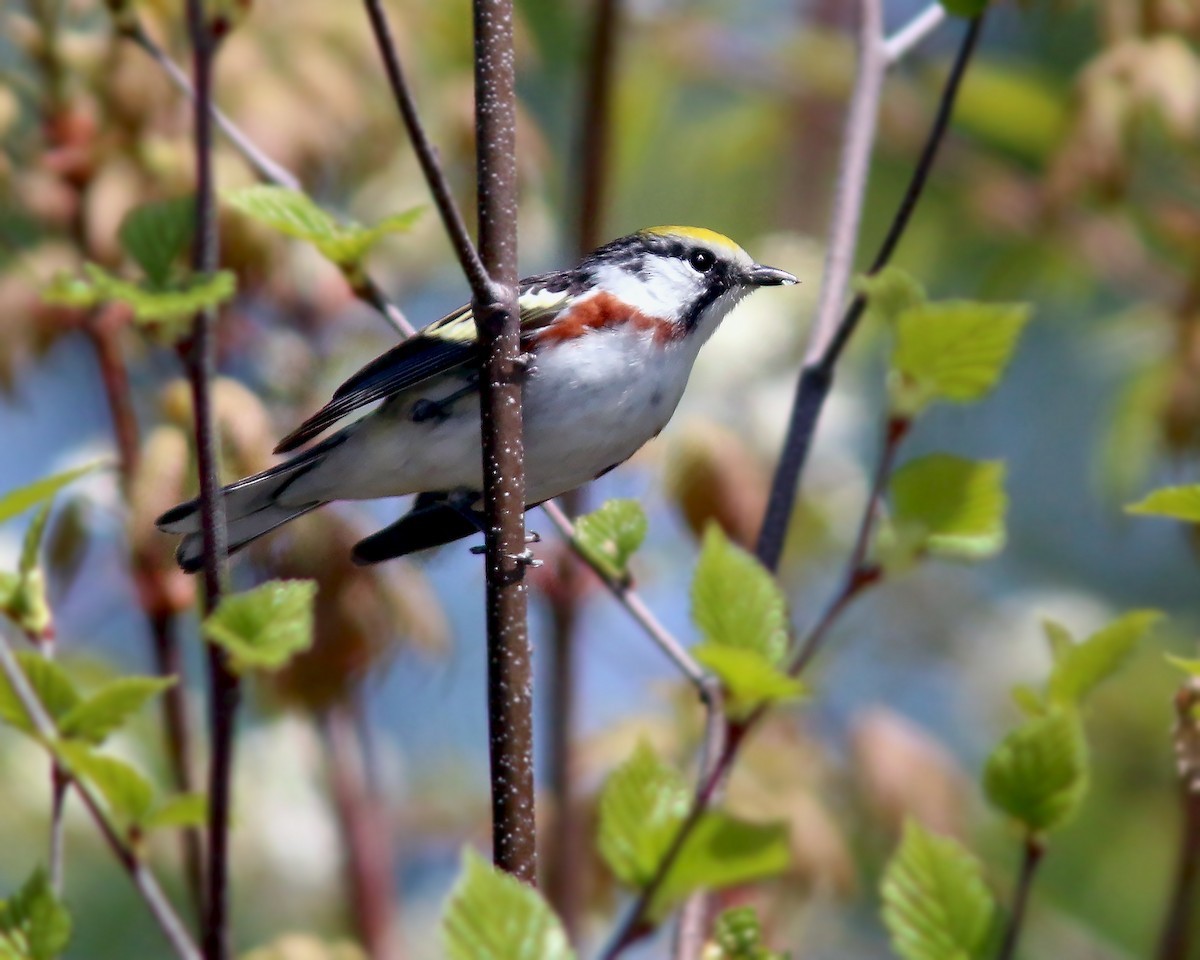 Chestnut-sided Warbler - ML623943198