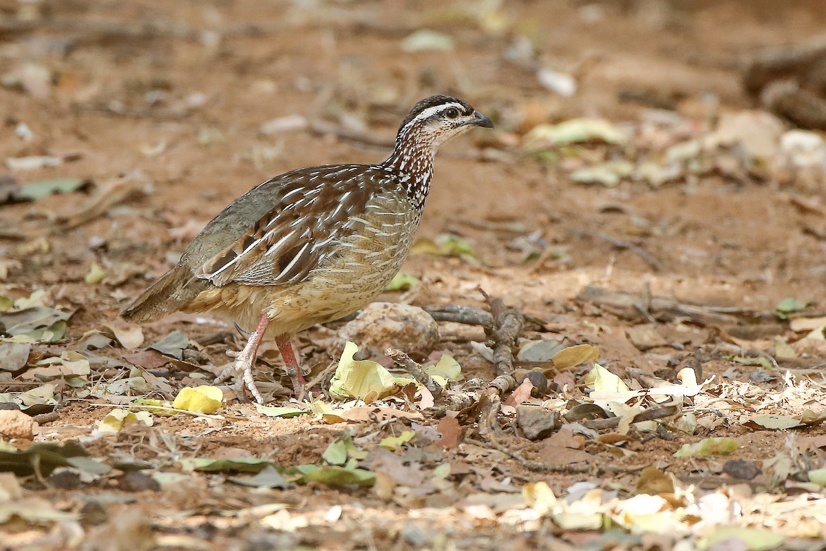 Crested Francolin - ML623943207