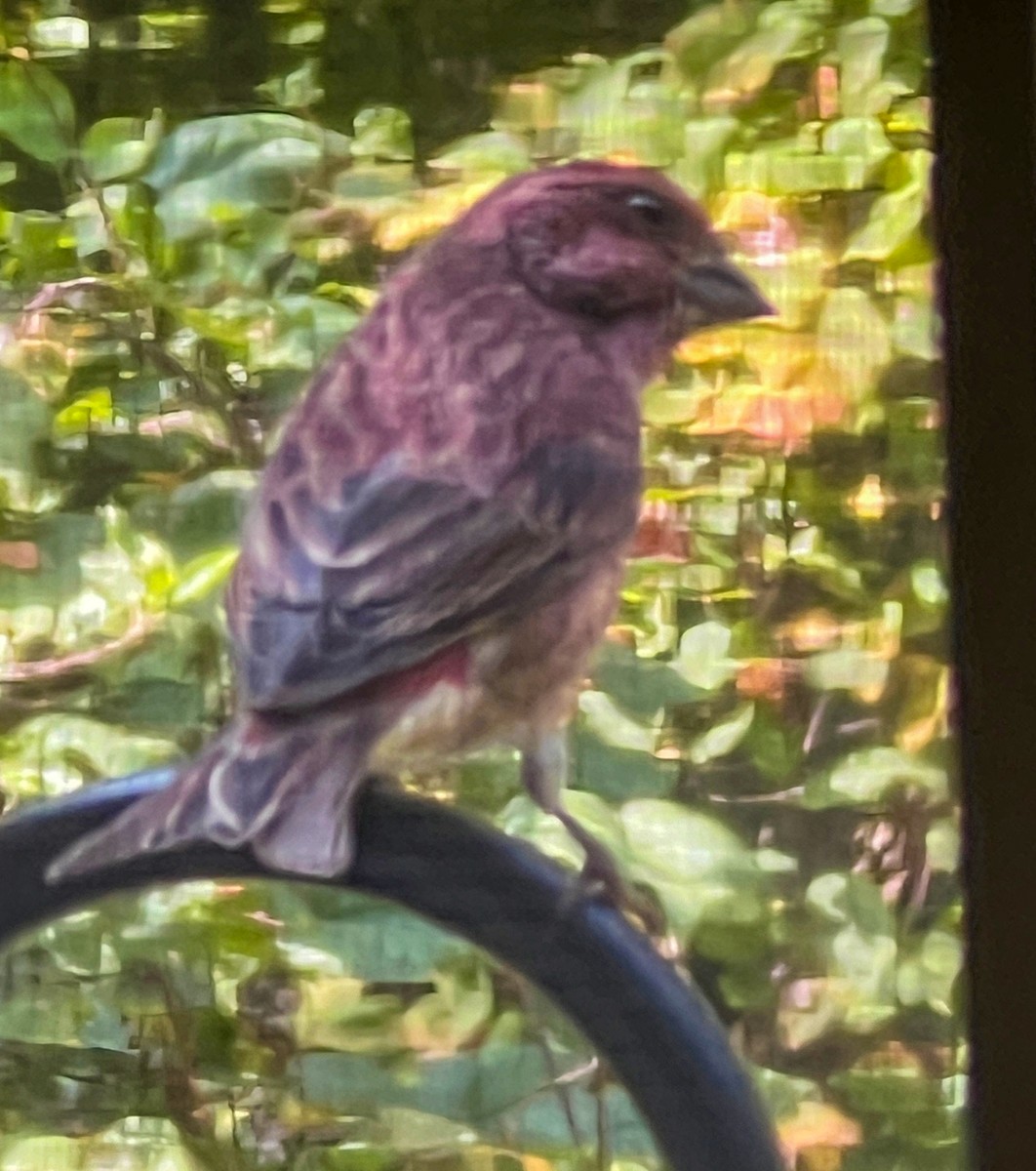 Purple Finch - ML623943212