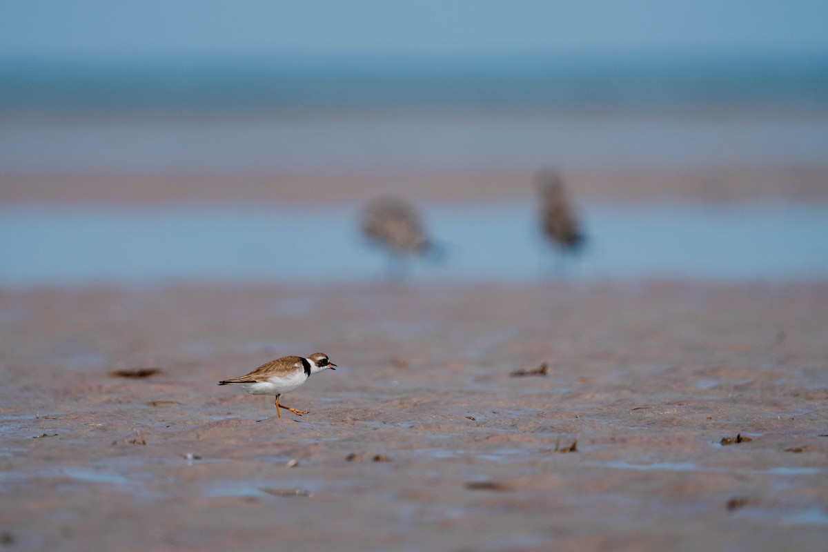 Semipalmated Plover - ML623943215