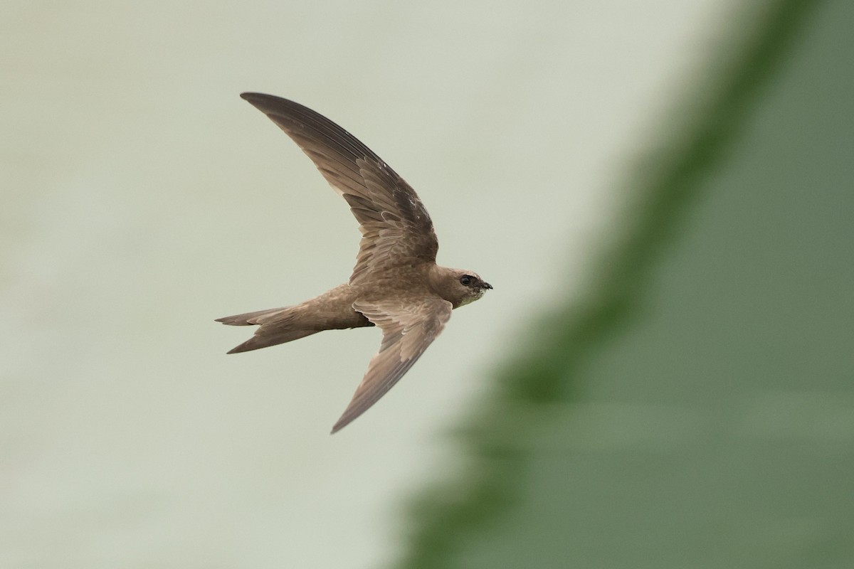 Pallid Swift - ML623943227