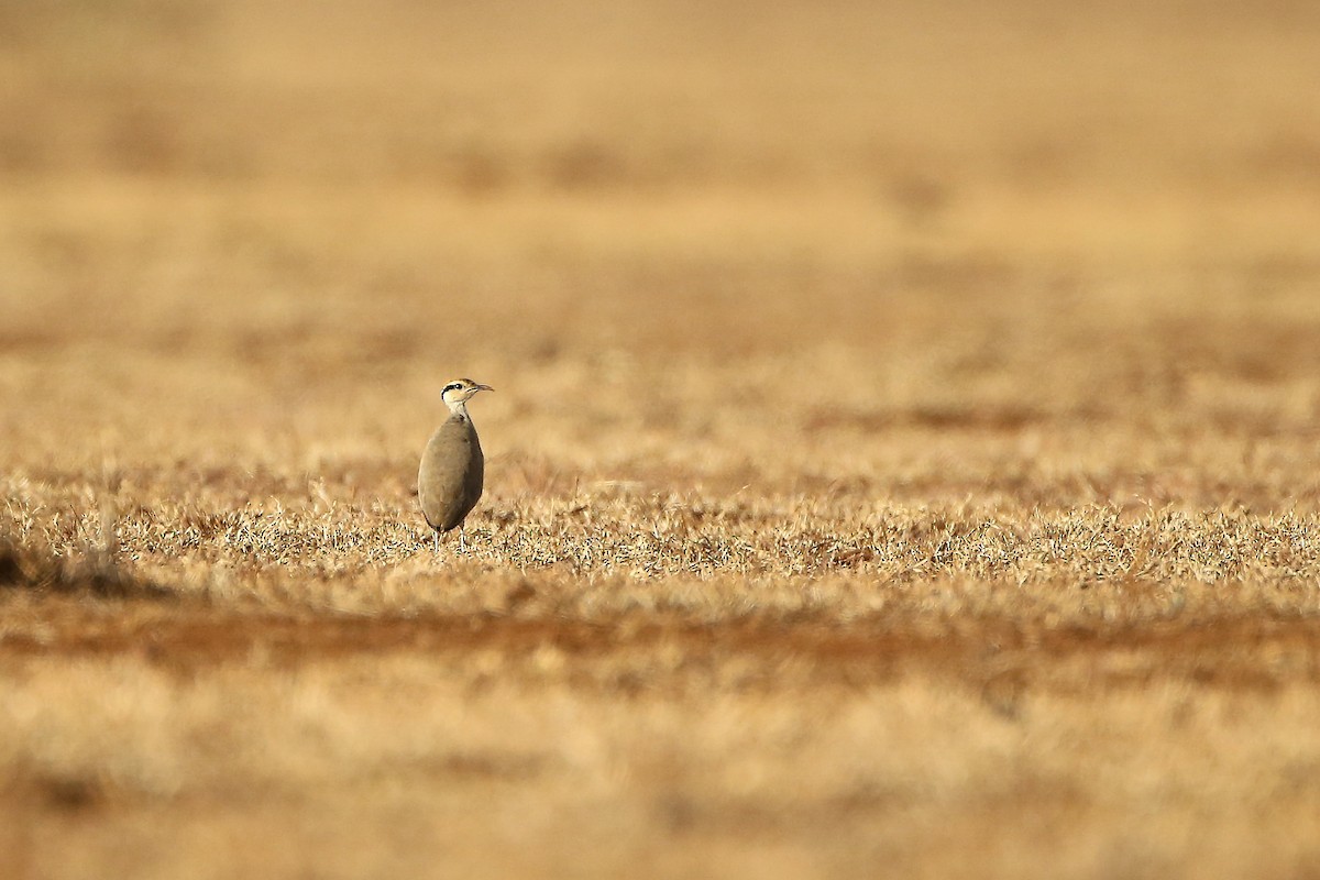 Temminck's Courser - Mathieu Bally