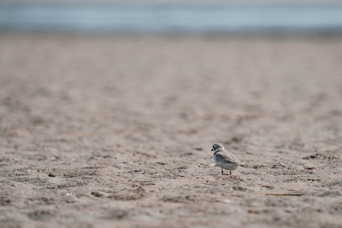 Piping Plover - ML623943245