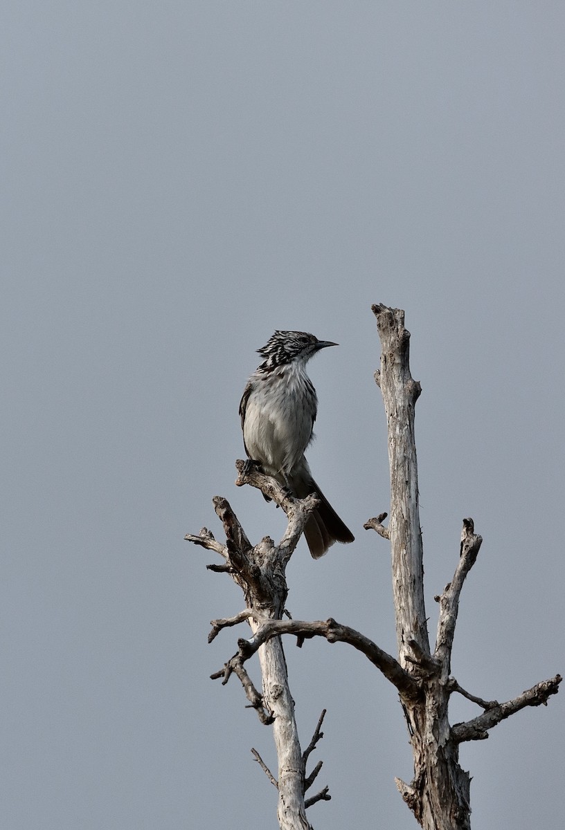 Striped Honeyeater - B C