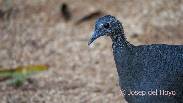 Gray Tinamou - ML623943249