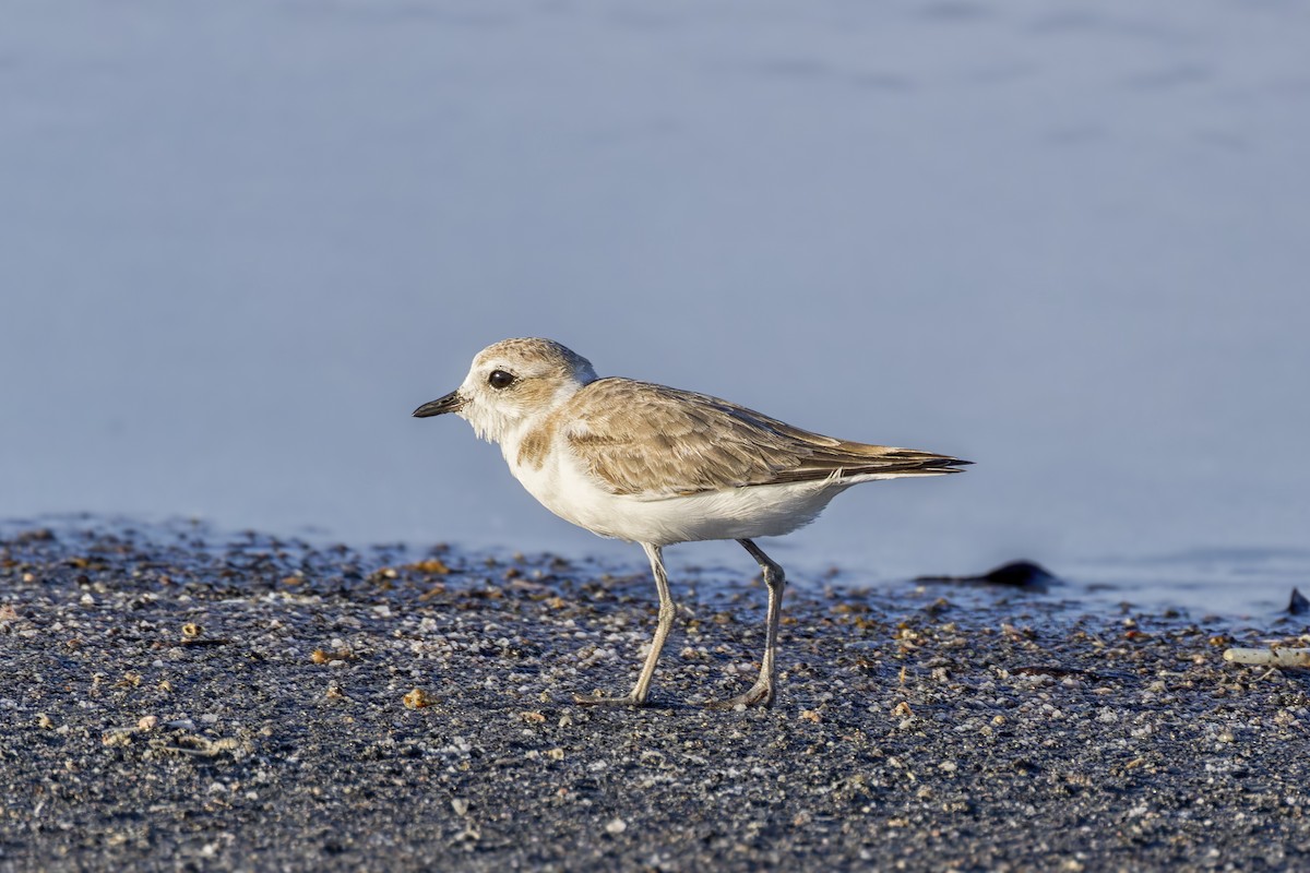 Snowy Plover - Juan Sangiovanni