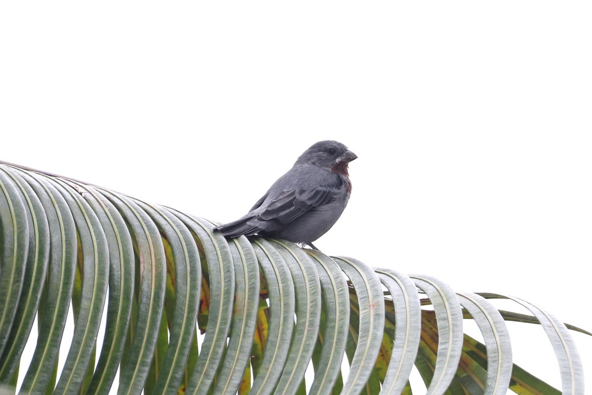 Chestnut-bellied Seedeater - ML623943256