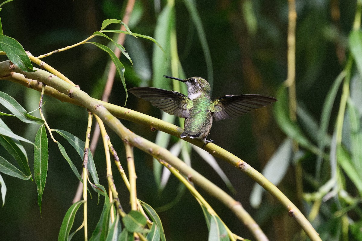 Ruby-throated Hummingbird - ML623943268