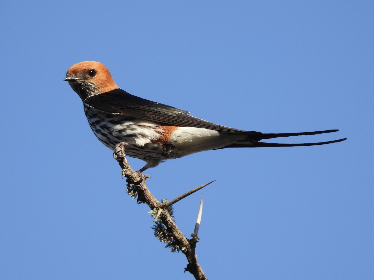 Lesser Striped Swallow - Adrián Colino Barea