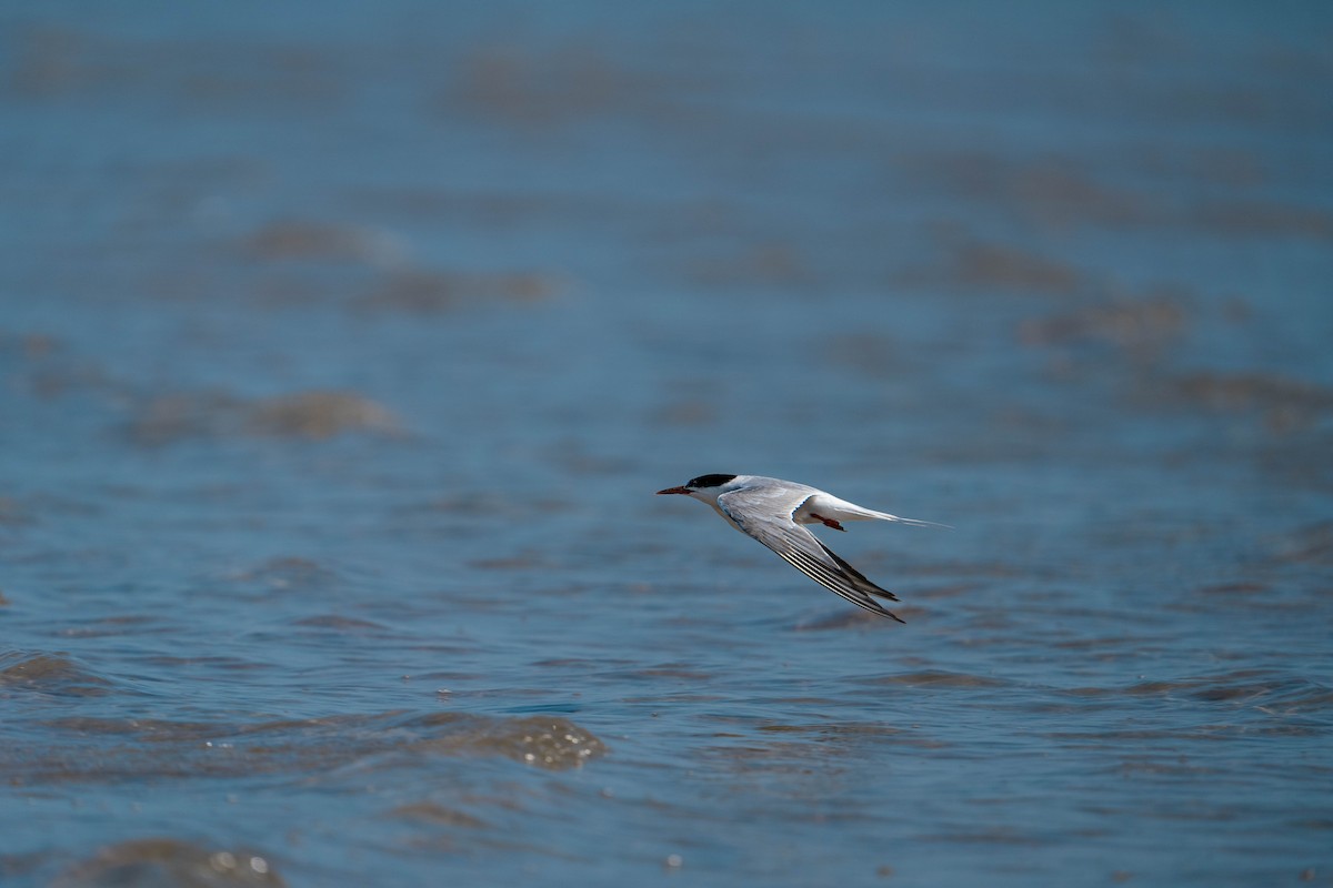 Common Tern - ML623943297