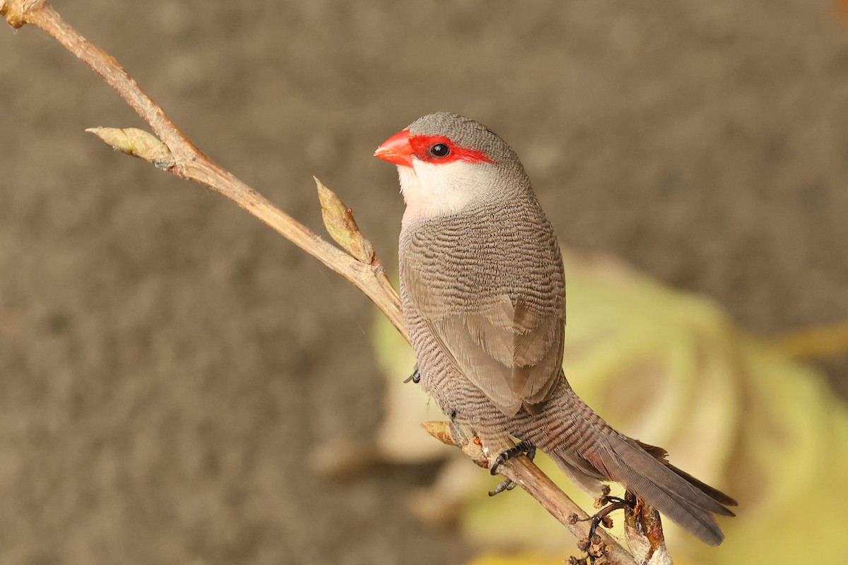 Common Waxbill - ML623943318