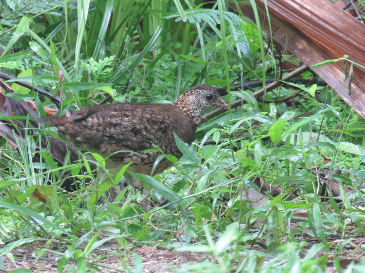 Scaly-breasted Partridge (Green-legged) - ML623943336