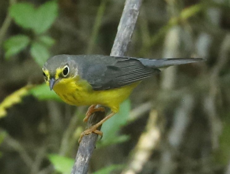 Paruline du Canada - ML623943341