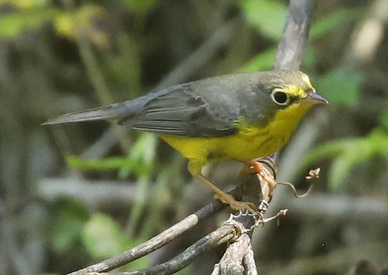 Paruline du Canada - ML623943342