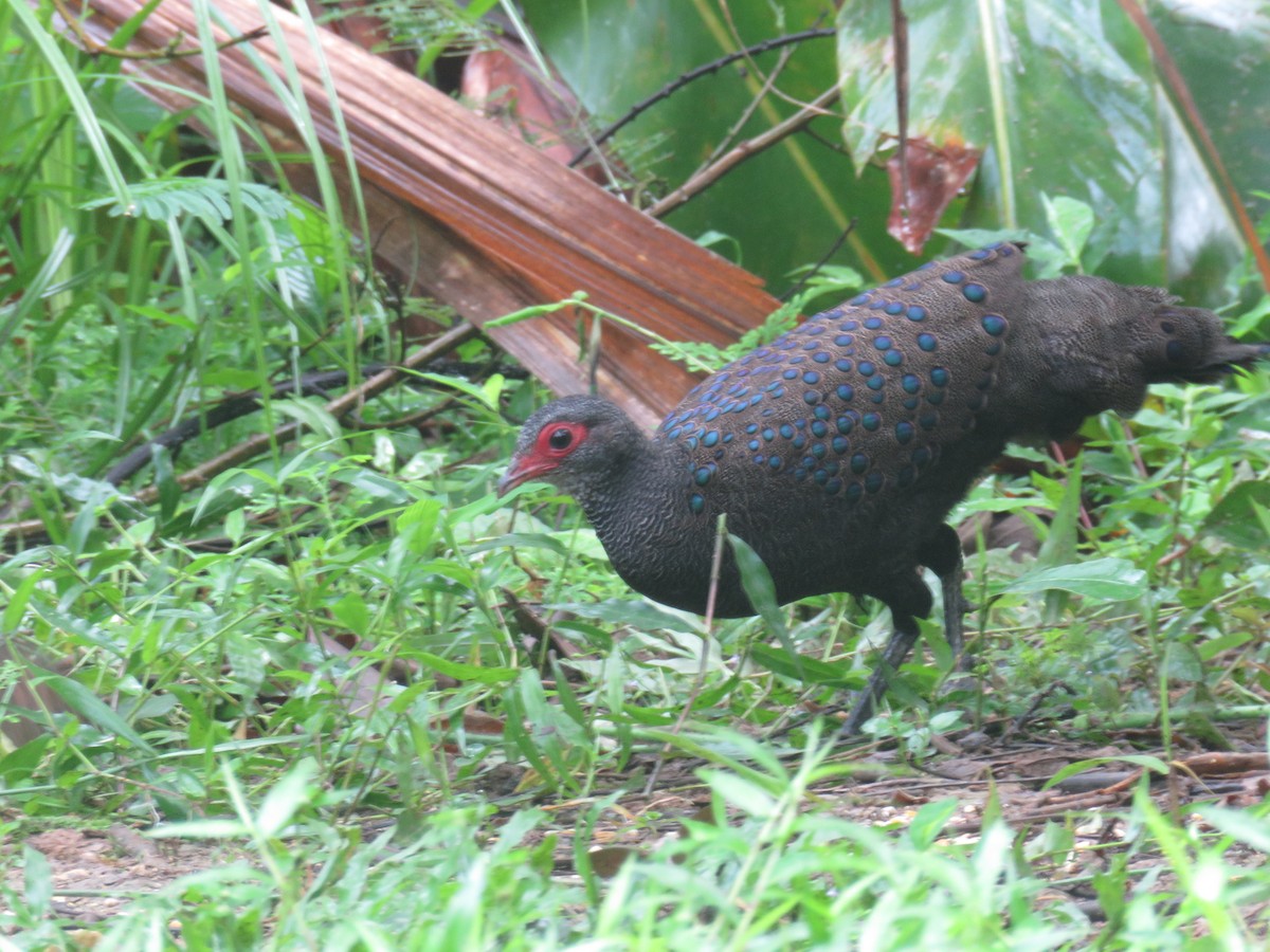 Germain's Peacock-Pheasant - ML623943343