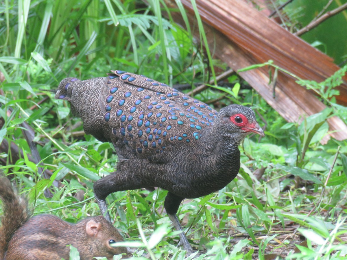 Germain's Peacock-Pheasant - ML623943347