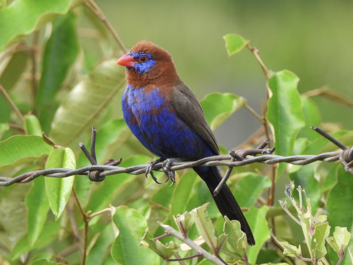 Purple Grenadier - Adrián Colino Barea
