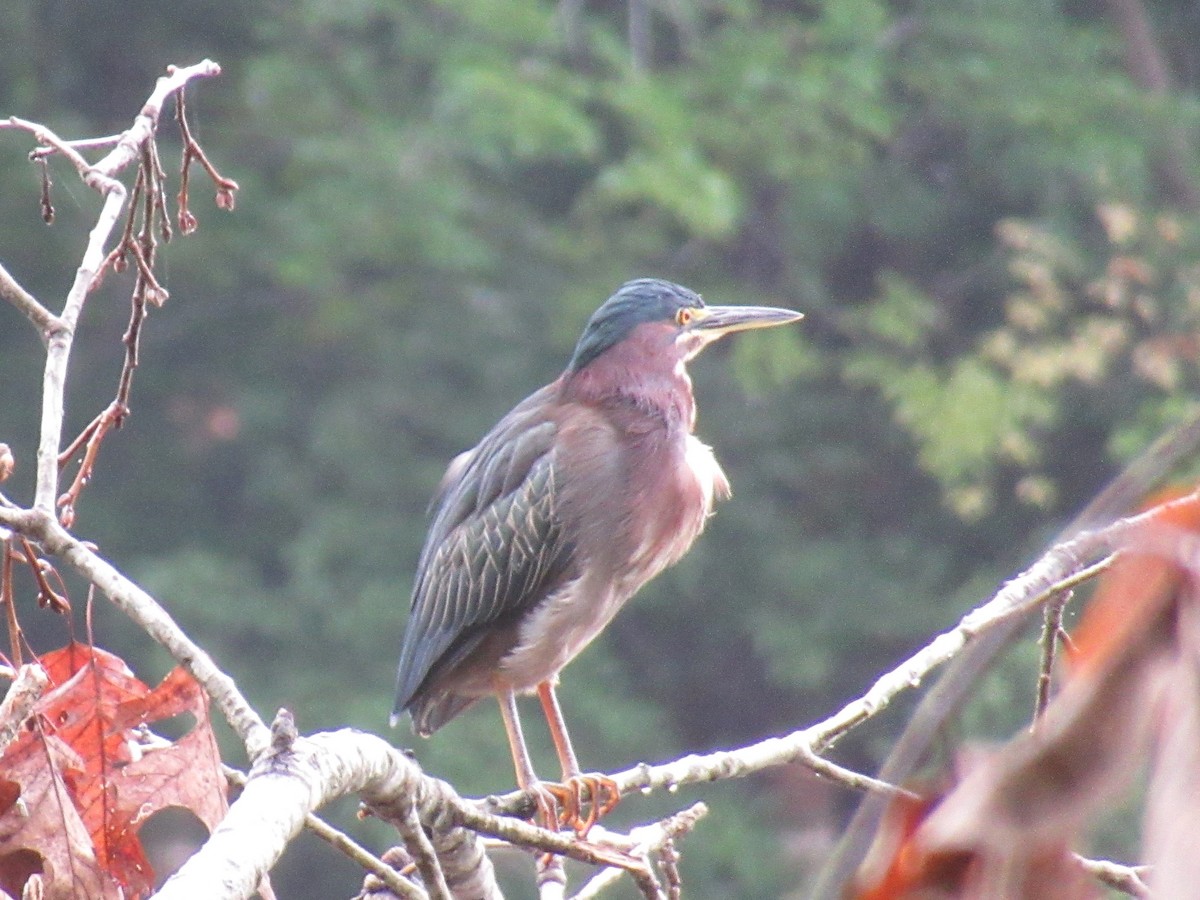 Green Heron - ML623943373