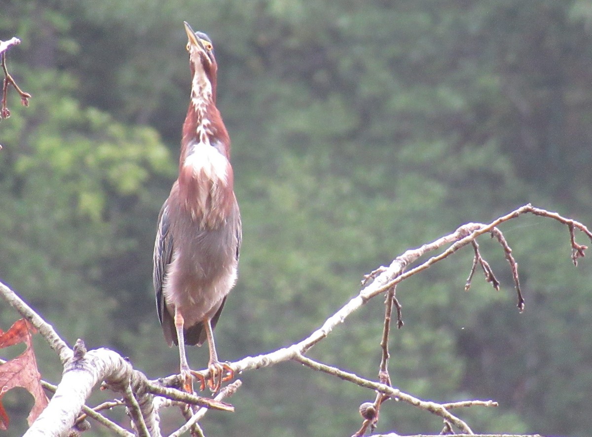 Green Heron - ML623943374