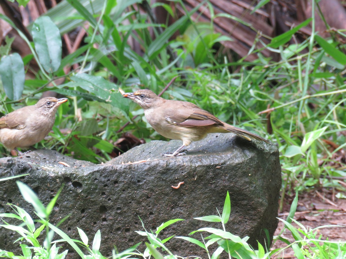 Streak-eared Bulbul - ML623943375