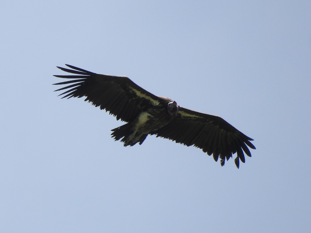 Lappet-faced Vulture - Adrián Colino Barea