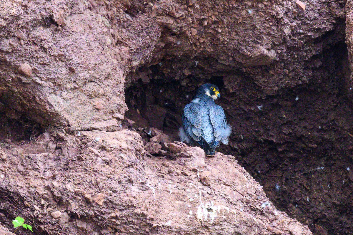 Peregrine Falcon - ML623943383