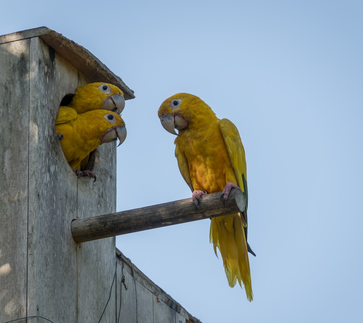 Aratinga Guaruba - ML623943386