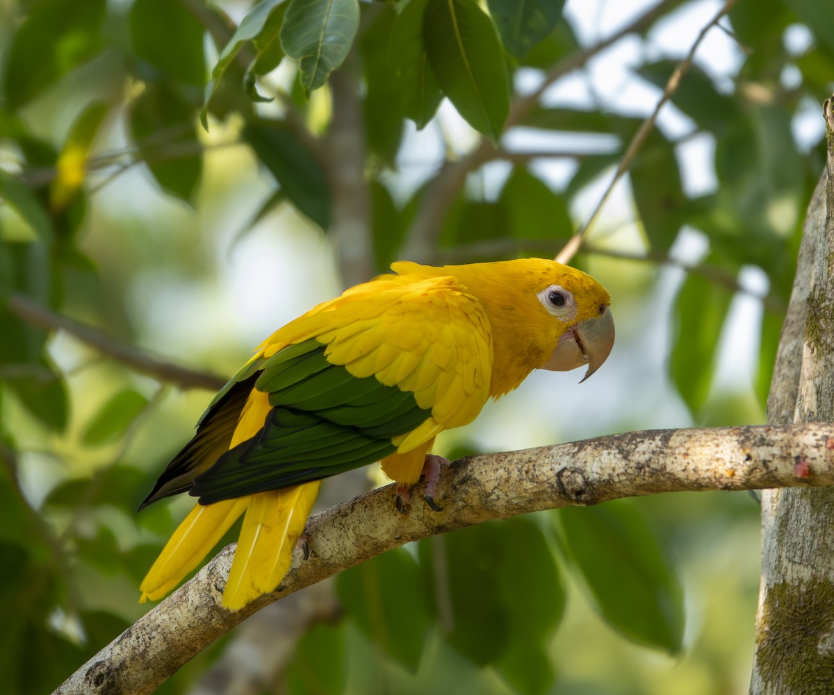 Aratinga Guaruba - ML623943387