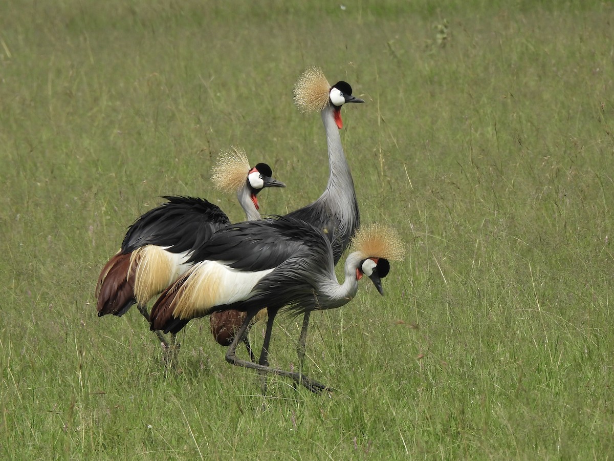 Gray Crowned-Crane - Adrián Colino Barea