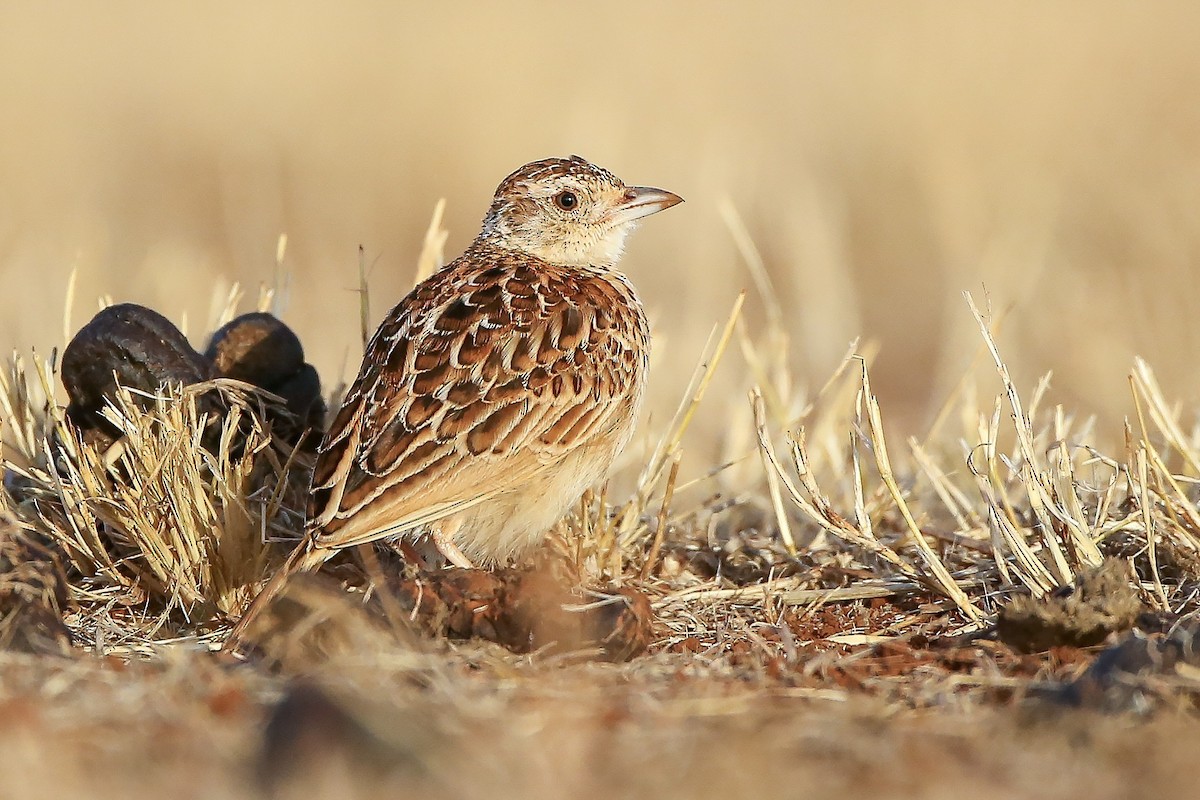 Liben Lark - Mathieu Bally