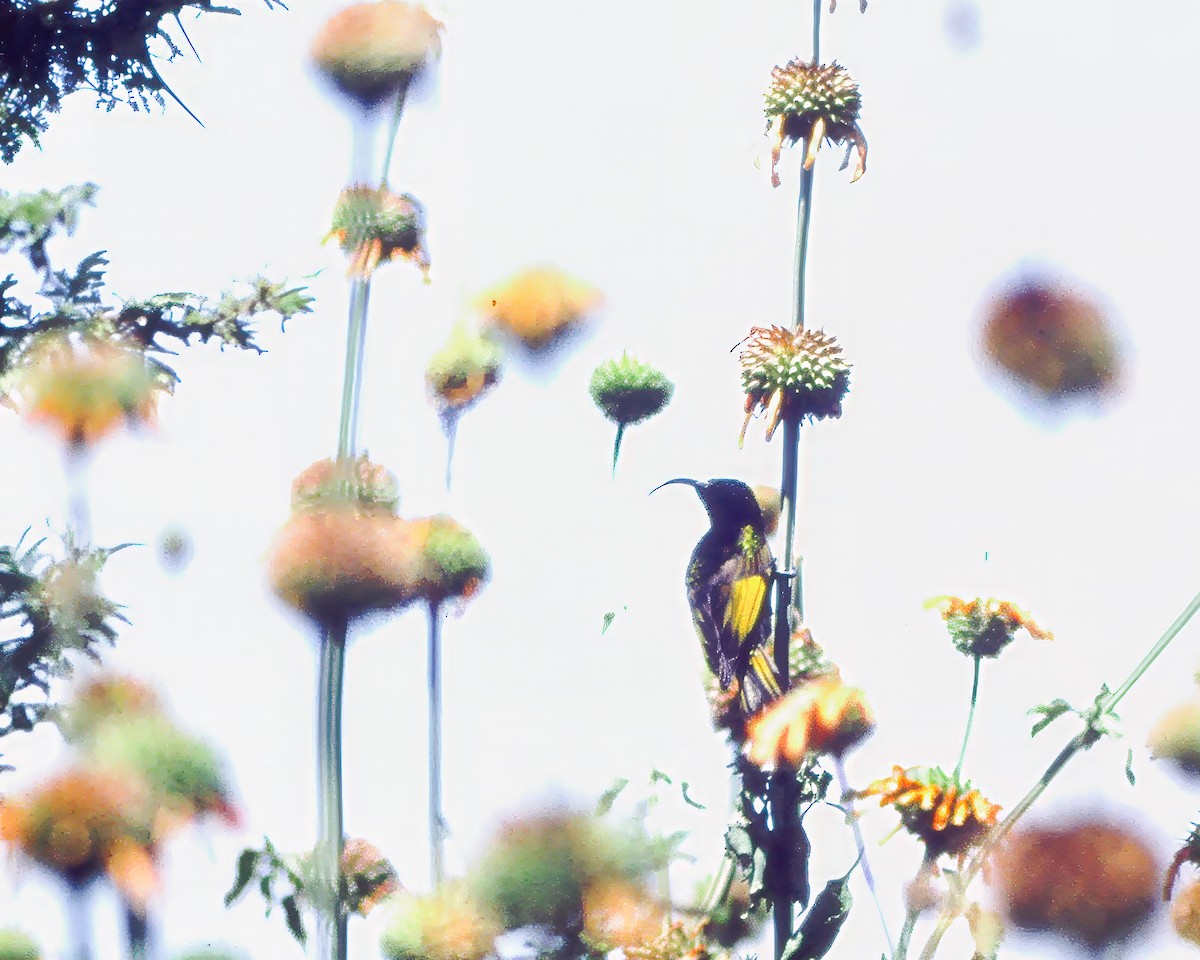 Golden-winged Sunbird - Per Smith