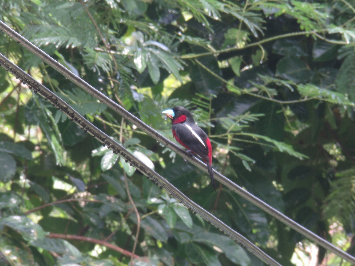 Black-and-red Broadbill - ML623943419