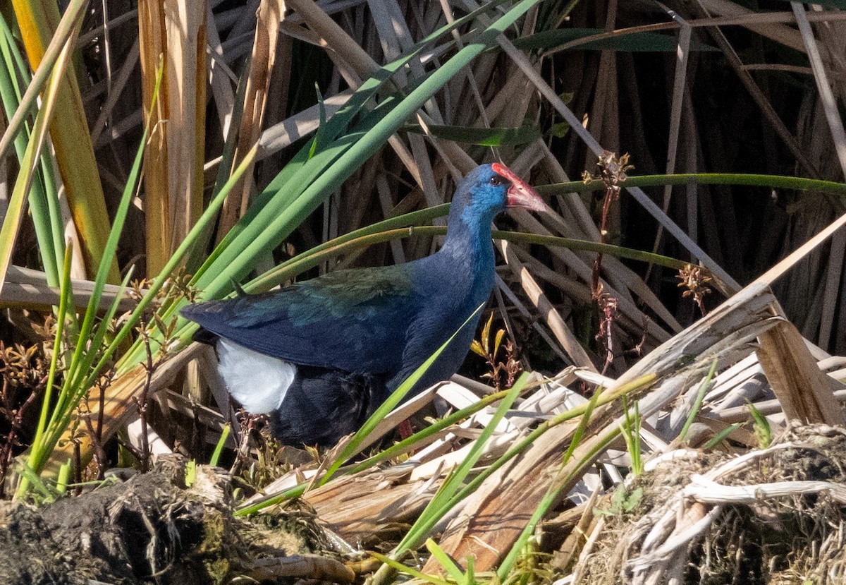 African Swamphen - ML623943420