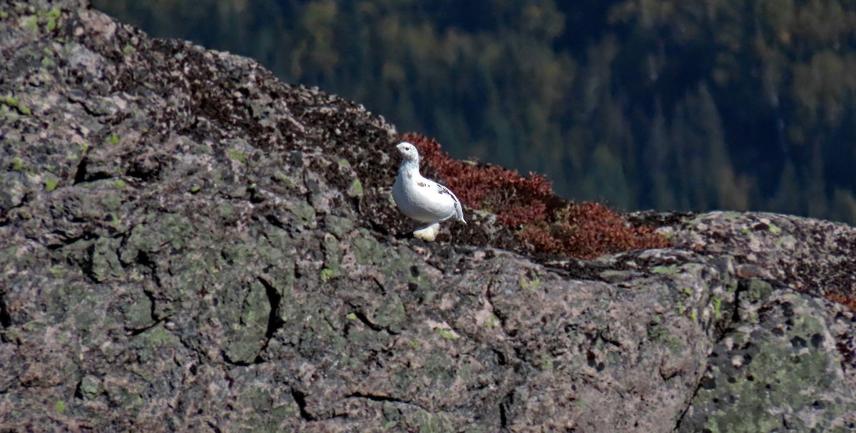 Rock Ptarmigan - ML623943421