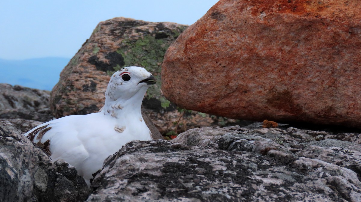 Rock Ptarmigan - ML623943427