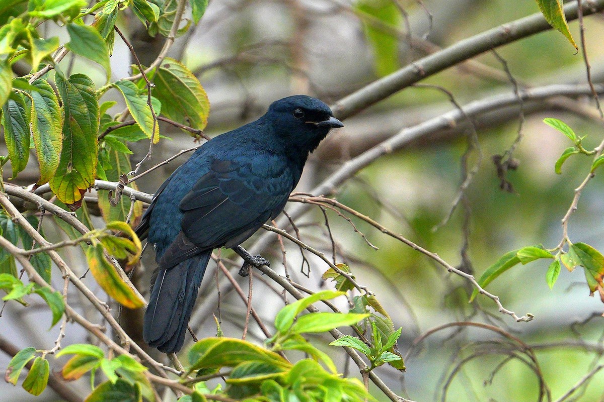 Black Cuckooshrike - ML623943435