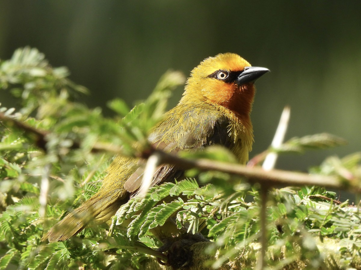 Spectacled Weaver - Adrián Colino Barea
