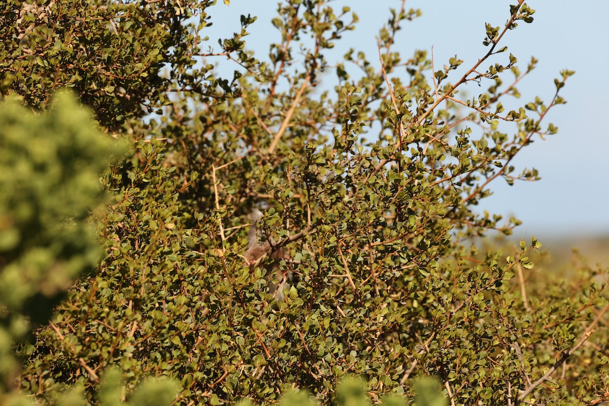 White-backed Mousebird - ML623943440