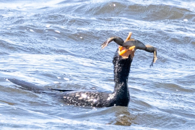 Long-tailed Cormorant - Charlotte Pavelka & Doug Reitz