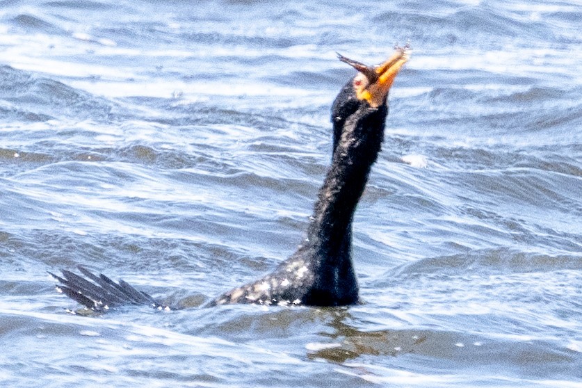 Long-tailed Cormorant - ML623943442