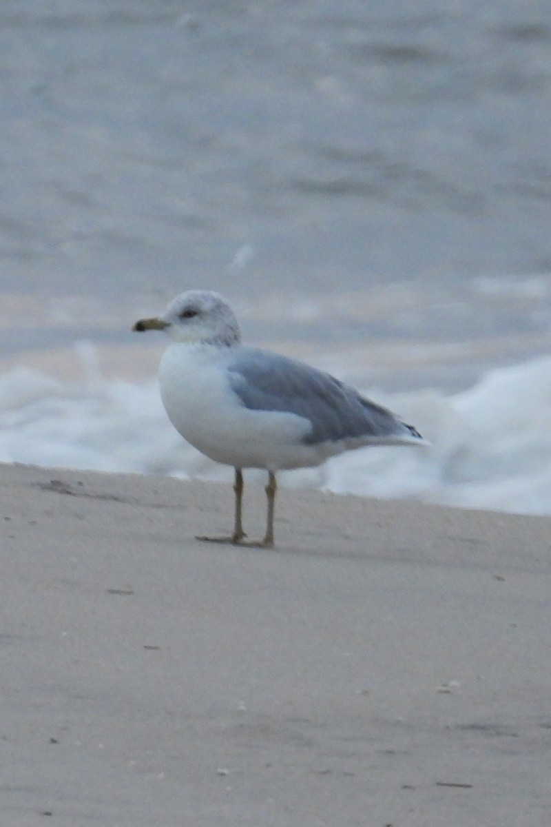 Ring-billed Gull - Larry Gaugler