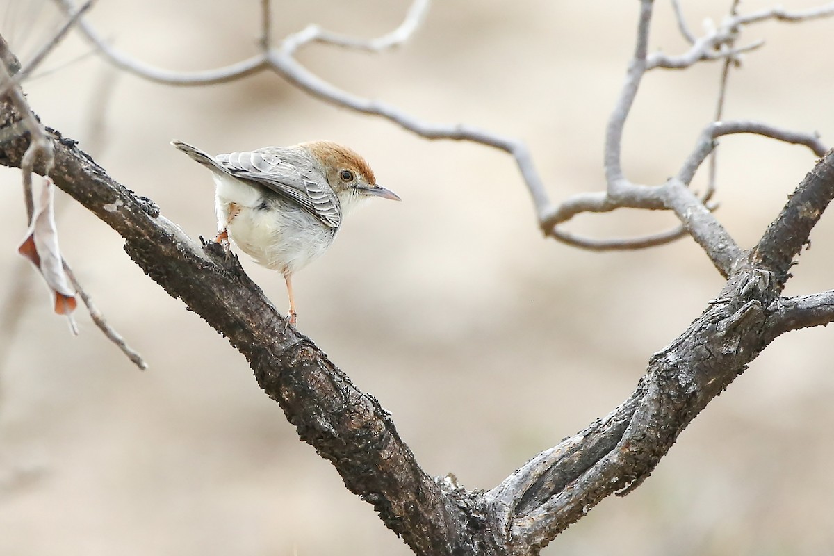 Tiny Cisticola - ML623943452