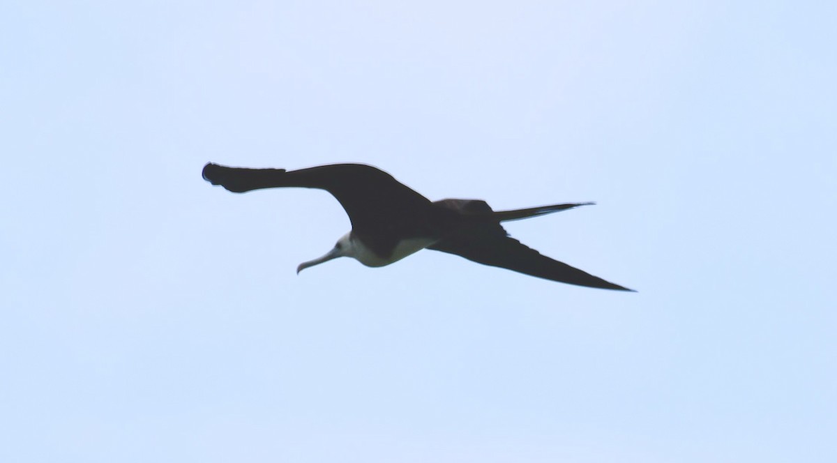 Magnificent Frigatebird - ML623943456