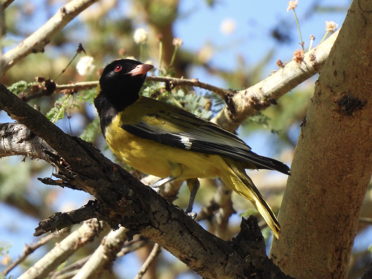 African Black-headed Oriole - ML623943457