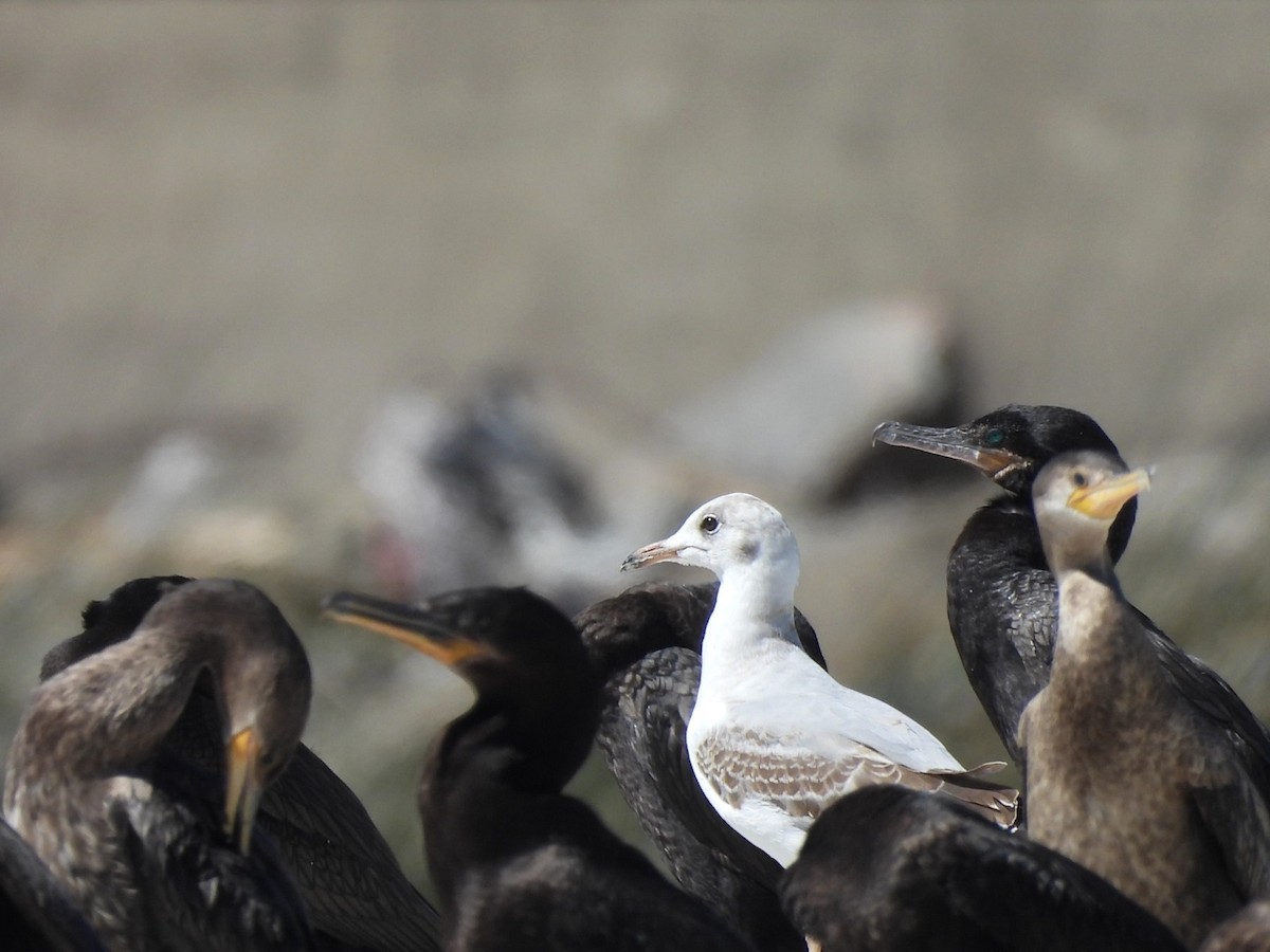 Gray-hooded Gull - ML623943458