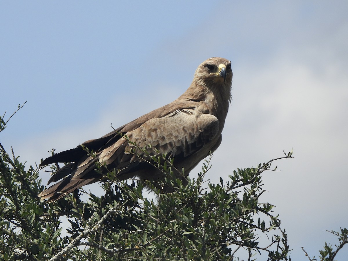 Tawny Eagle - Adrián Colino Barea