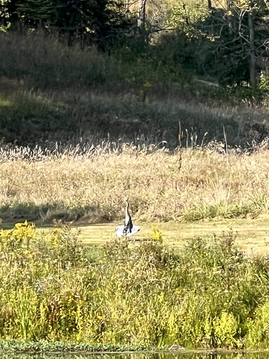 Great Blue Heron - ML623943464