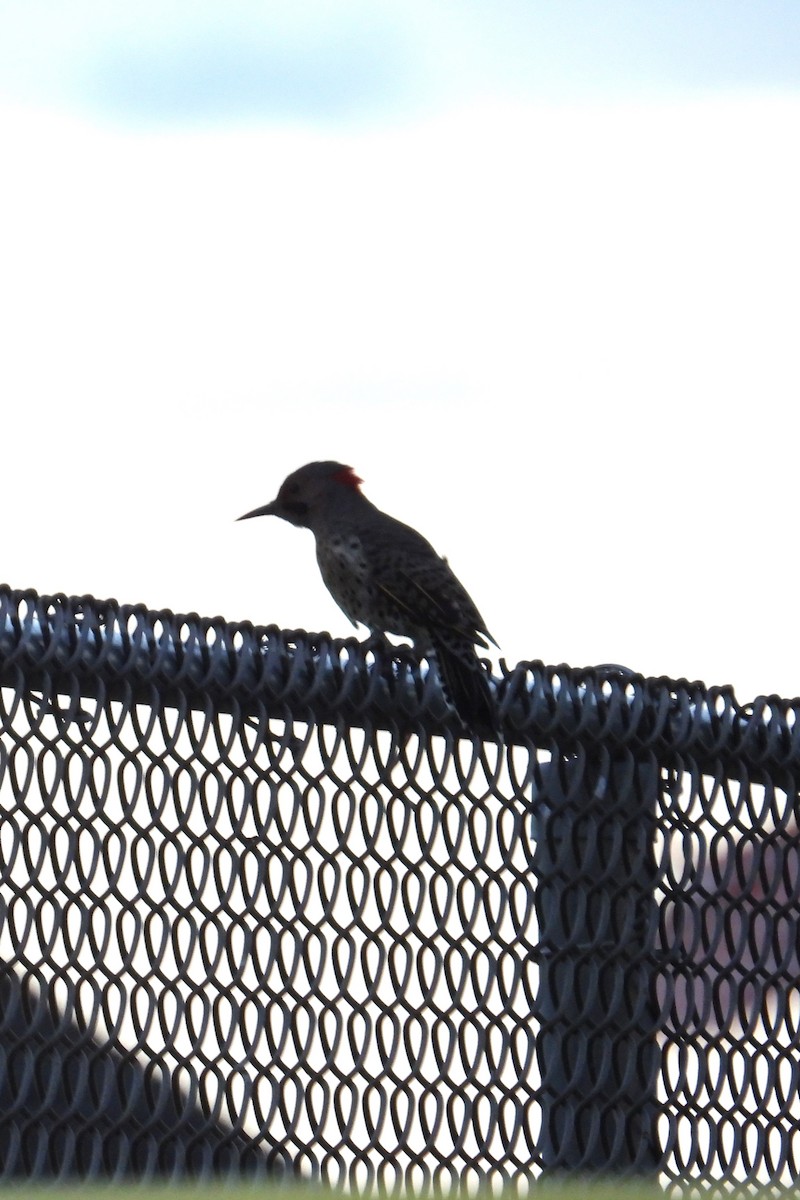 Northern Flicker - Larry Gaugler